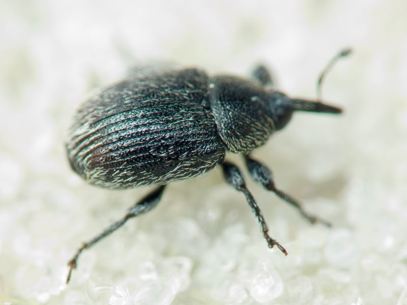 Rhinusa tetra (Fabricius, 1792)